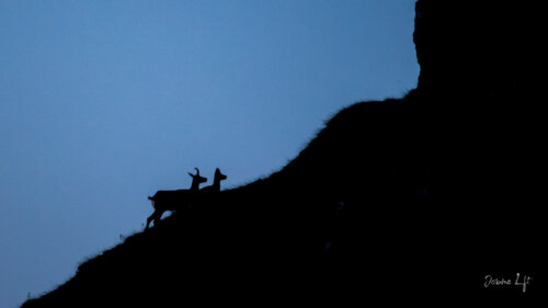 Chamois du Massif du Sancy