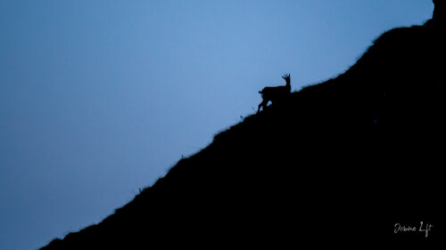 Chamois du Massif du Sancy