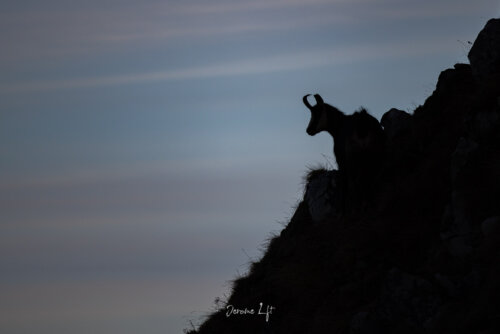 Chamois du Massif du Sancy