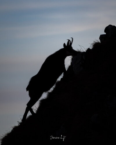 Chamois du Massif du Sancy