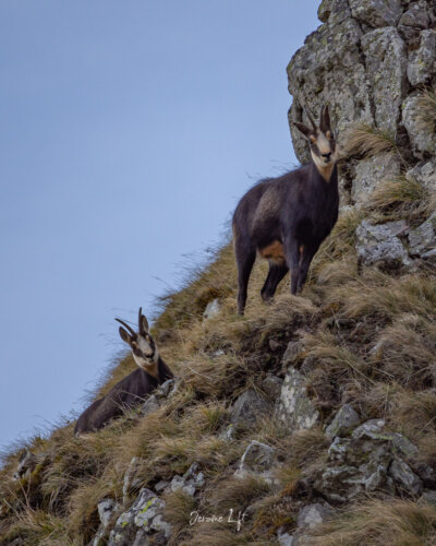 Chamois du Massif du Sancy