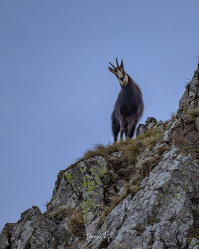Chamois du Massif du Sancy