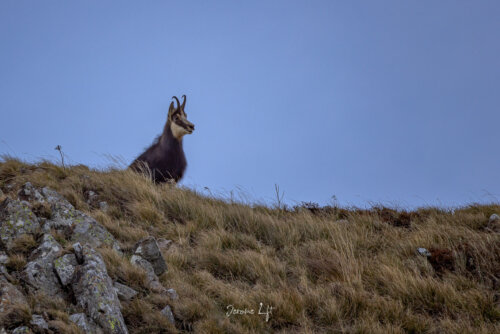 Chamois du Massif du Sancy