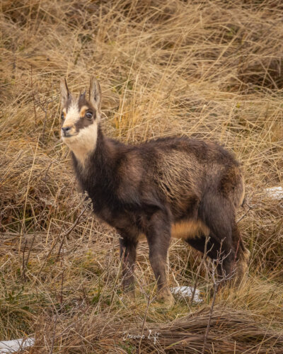 Chevreau du Massif du Sancy