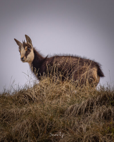 Chevreau du Massif du Sancy