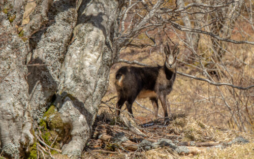 Chamois du Massif du Sancy