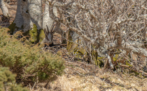 Chamois du Massif du Sancy