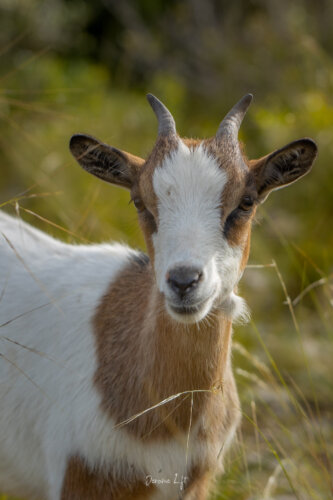 Chèvre sauvage des Gorges de l’Ardèche