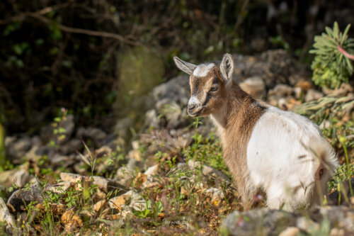 Chèvre sauvage des Gorges de l’Ardèche