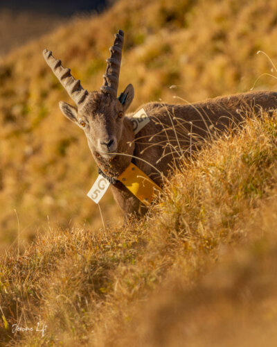 Bouquetin pointe de Balafrasse / Haute-Savoie
