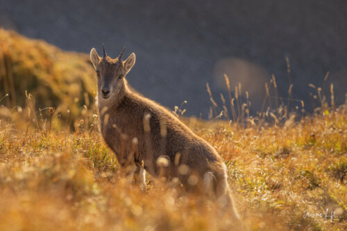 Bouquetin pointe de Balafrasse / Haute-Savoie